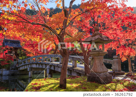 Autumn leaves of Eikan-do Autumn leaves of Eikan-do 36261792