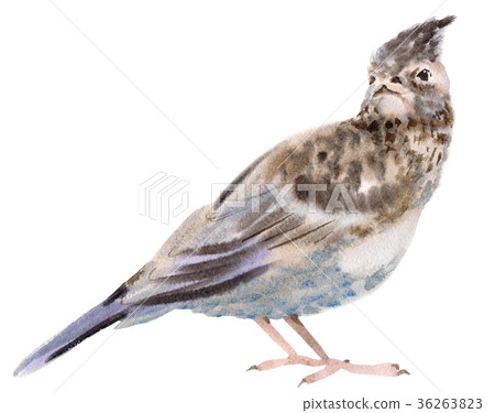 Watercolor illustration of a bird lark 36263823