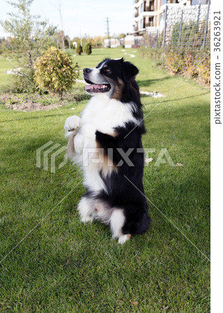 Australian Shepherd Standing Two Legs Australian Shepherd Standing Two Legs 36263921