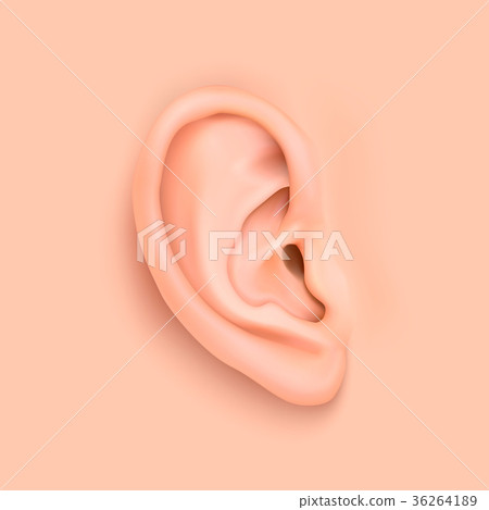 Vector background with realistic human ear closeup Vector background with realistic human ear closeup 36264189