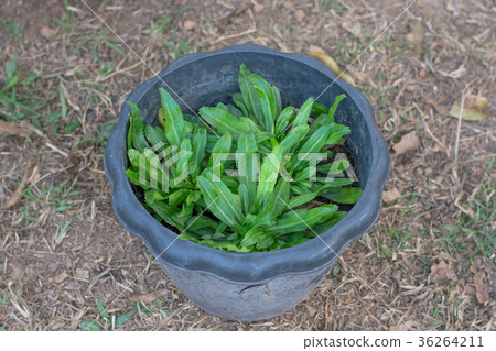 Fresh green culantro for healthy concept on pot 36264211