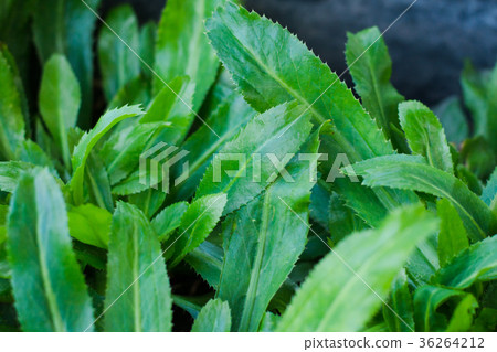 Fresh green culantro for healthy concept in garden 36264212