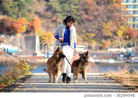 Woman taking a walk on a dog Belgian Shepherd Woman taking a walk on a dog Belgian Shepherd 36264548