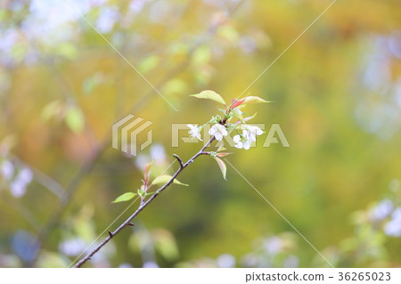 喜馬拉雅山花 喜馬拉雅山花 36265023