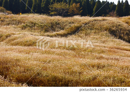 Scenery of Aso 36265934