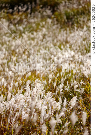 Scenery of Aso 36266029