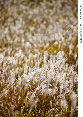 Scenery of Aso 36266030