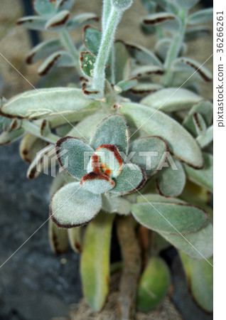 Kalanchoe Tomentosa Kalanchoe Tomentosa 36266261