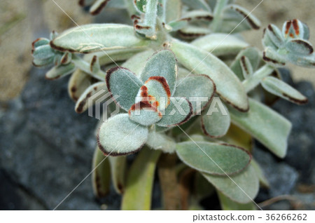 Kalanchoe Tomentosa Kalanchoe Tomentosa 36266262