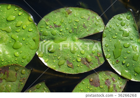 Leaves of the Nile Water Lily 36266268