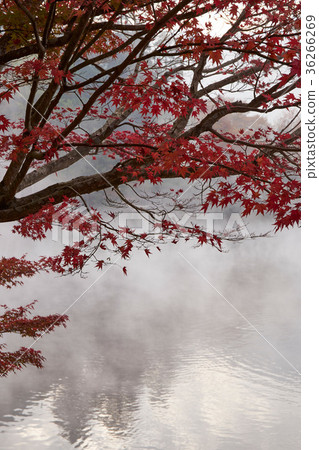 Morning mist gold scales lake 36266269