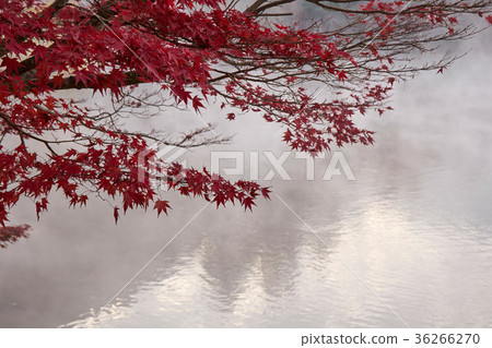 Morning mist gold scales lake 36266270