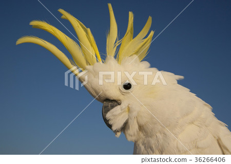 葵花鳳頭鸚鵡 36266406