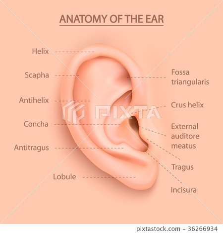Vector background with structure of the human Vector background with structure of the human 36266934