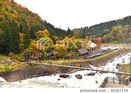 山小河和色的葉子吊橋 山小河和色的葉子吊橋 36267139