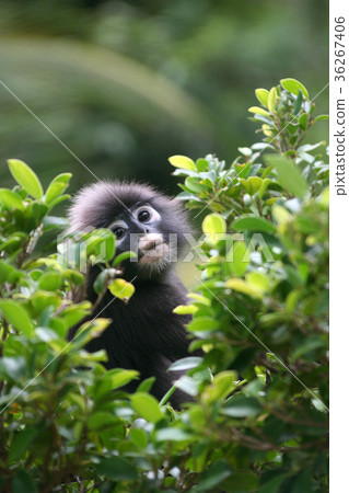 Dusky langur or leaf monkey on the tree. 36267406