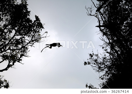 Leaf Monkey jumping from one tree to another tree. 36267414