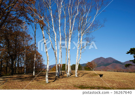 峨眉山高原的樺樹 36267640