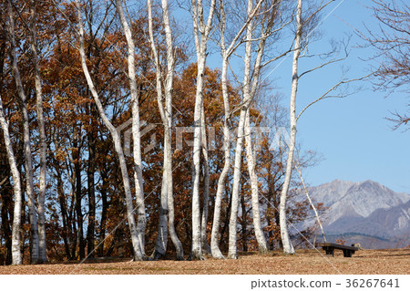 峨眉山高原的樺樹 峨眉山高原的樺樹 36267641