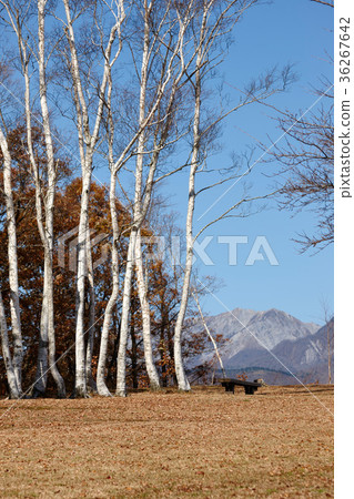 峨眉山高原的樺樹 36267642