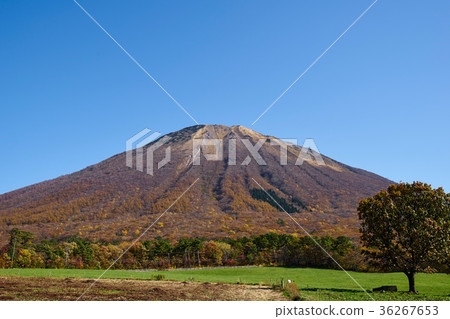 Oyama seen from the spring water plateau 36267653