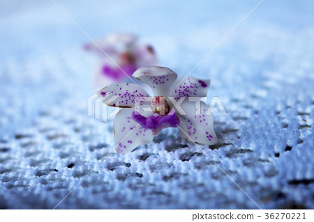 Beautiful orchid flower on the knitted fabric 36270221