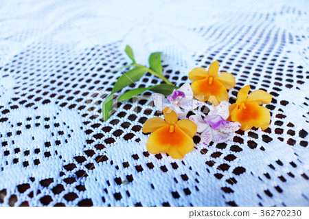 Beautiful orchid flower on the knitted fabric 36270230