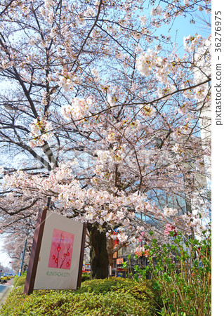 Tokyo National City University cherry blossoms 36276975