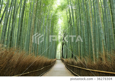 京都竹林 36278304