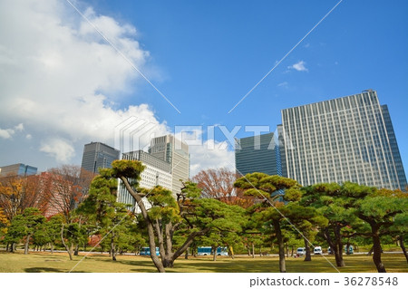 在丸之內大廈街和皇宮前的松花樹 36278548