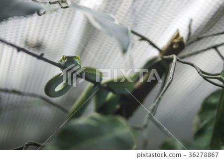 Green snake 36278867