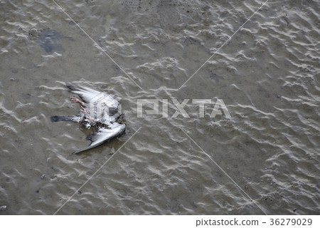 Pigeon died on mud. Pigeon died on mud. 36279029