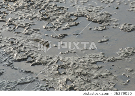 Mudskipper lives in the mud. Mudskipper lives in the mud. 36279030