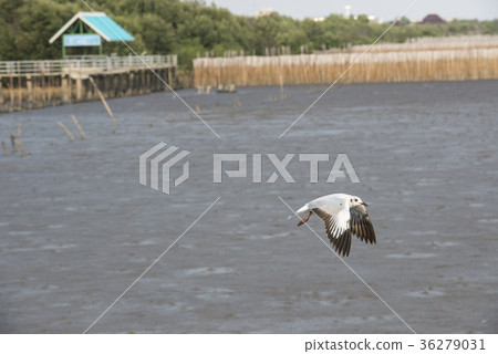 Seagulls flying in the sky at Bang Pu,Thailand. 36279031