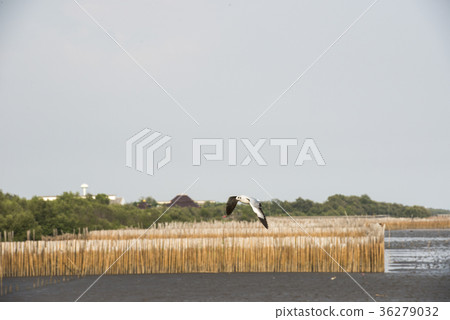 Seagulls flying in the sky at Bang Pu,Thailand. 36279032