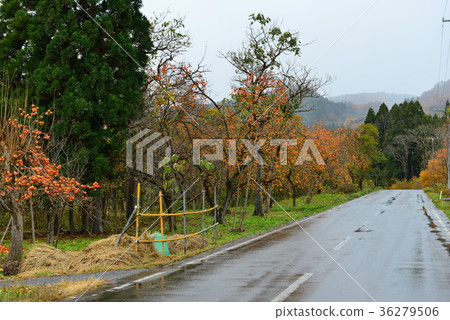 Red ripe mulberry road 36279506