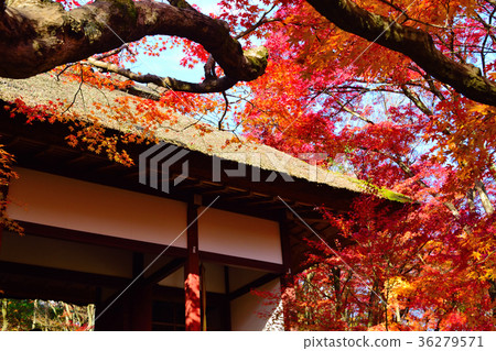 Jyokko寺在秋天 36279571