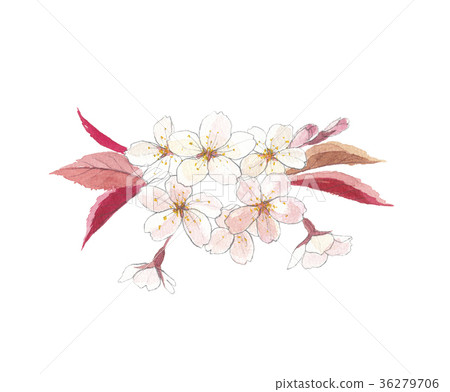 Yamazakura Yamazakura 36279706