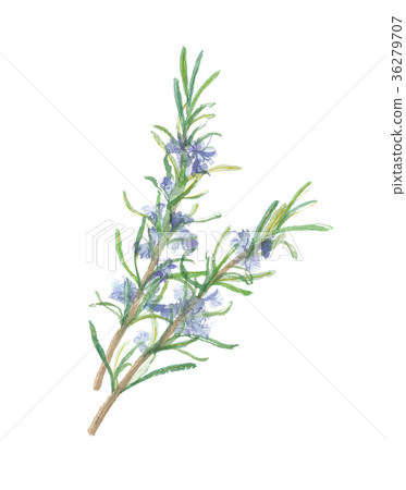 迷迭香 迷迭香 36279707