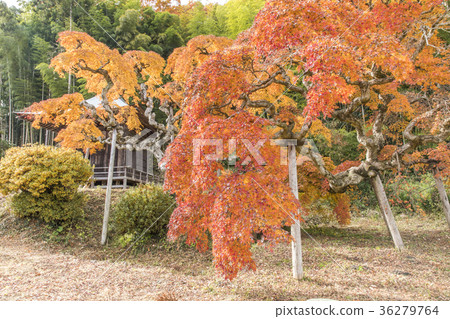 福島縣岩手市，中錦多 36279764