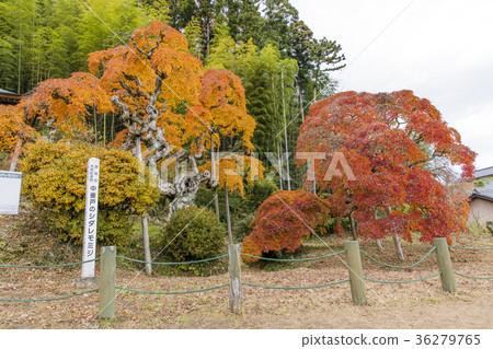 Iwade City, Fukushima Prefecture, Mid-Kamdooro 36279765