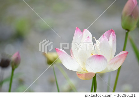 蓮花 36280121