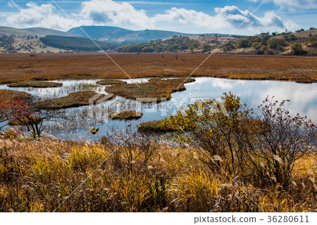 Yashimagahara沼澤地在秋天草葉子 Yashimagahara沼澤地在秋天草葉子 36280611