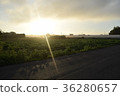 道路和田野黎明 36280657