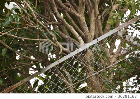 Bulbul Bulbul 36281168