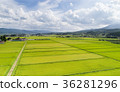 Green Rice Fields  36281296