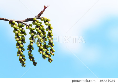 Hachi kibushi 36281985