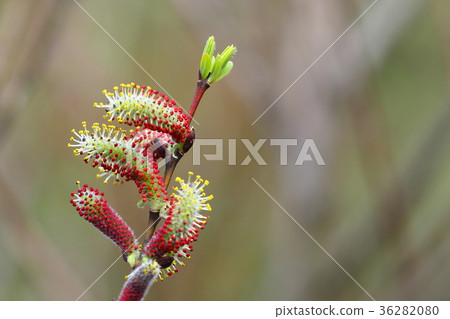 Inukoriyanagi Inukoriyanagi 36282080