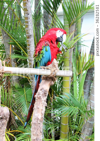 Macaws 36282581