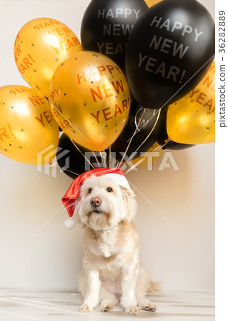 Pet in New Year cap with inflatable balls 36282889